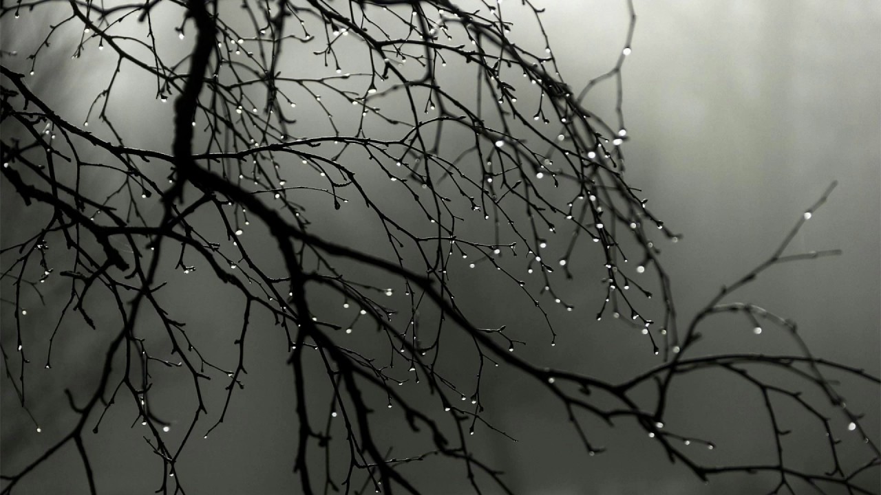 rainy branches
